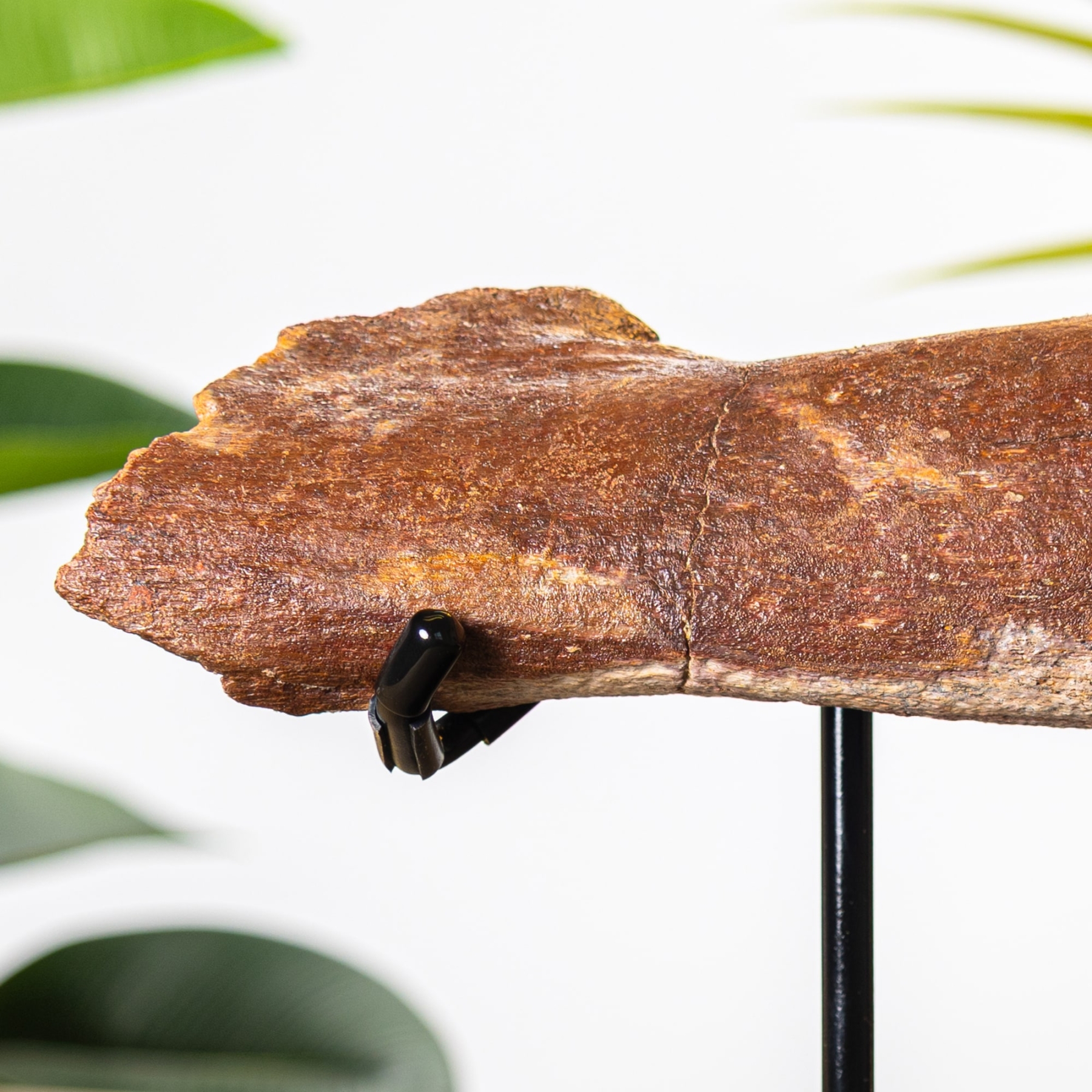 Large Dinosaur Bone Fragment Fossil on Stand