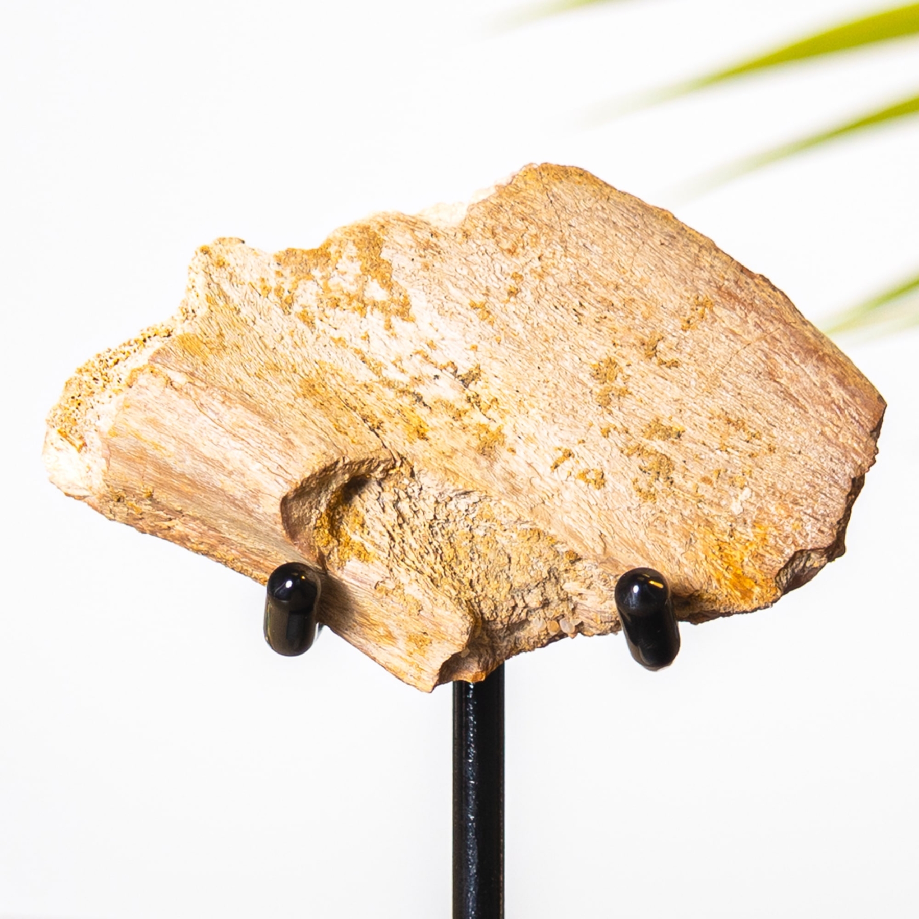 Dinosaur Bone Fragment Fossil on Stand