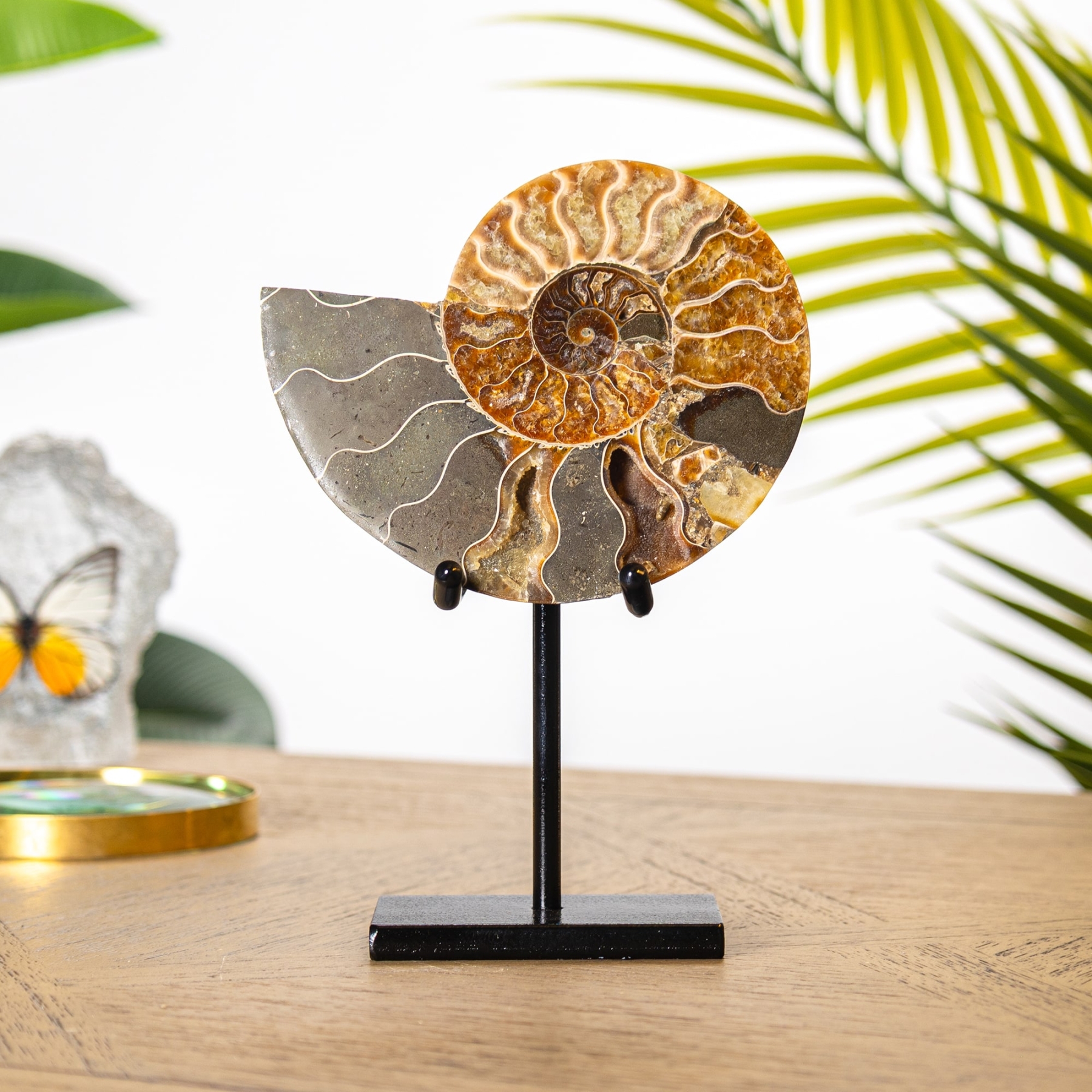 Minibeast 4.5 Inch Cut & Polished Ammonite Fossil on Stand (Cleoniceras sp)