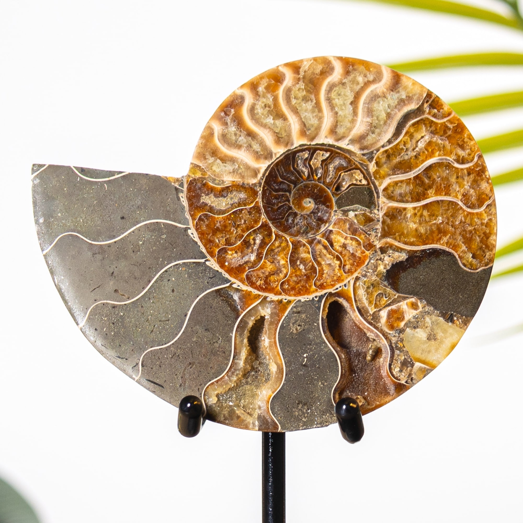 Minibeast 4.5 Inch Cut & Polished Ammonite Fossil on Stand (Cleoniceras sp)