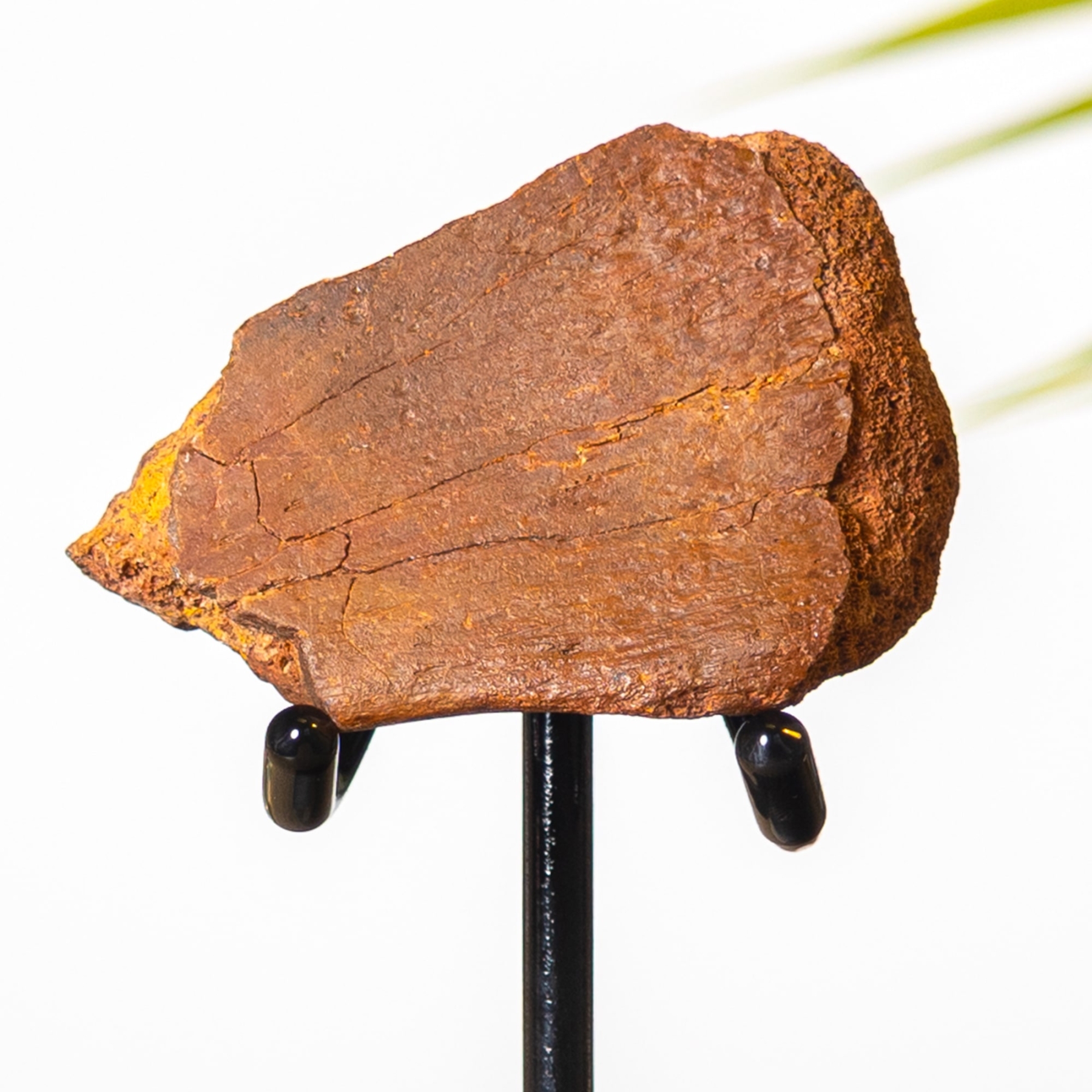 Rough Dinosaur Bone Fragment Fossil on Stand