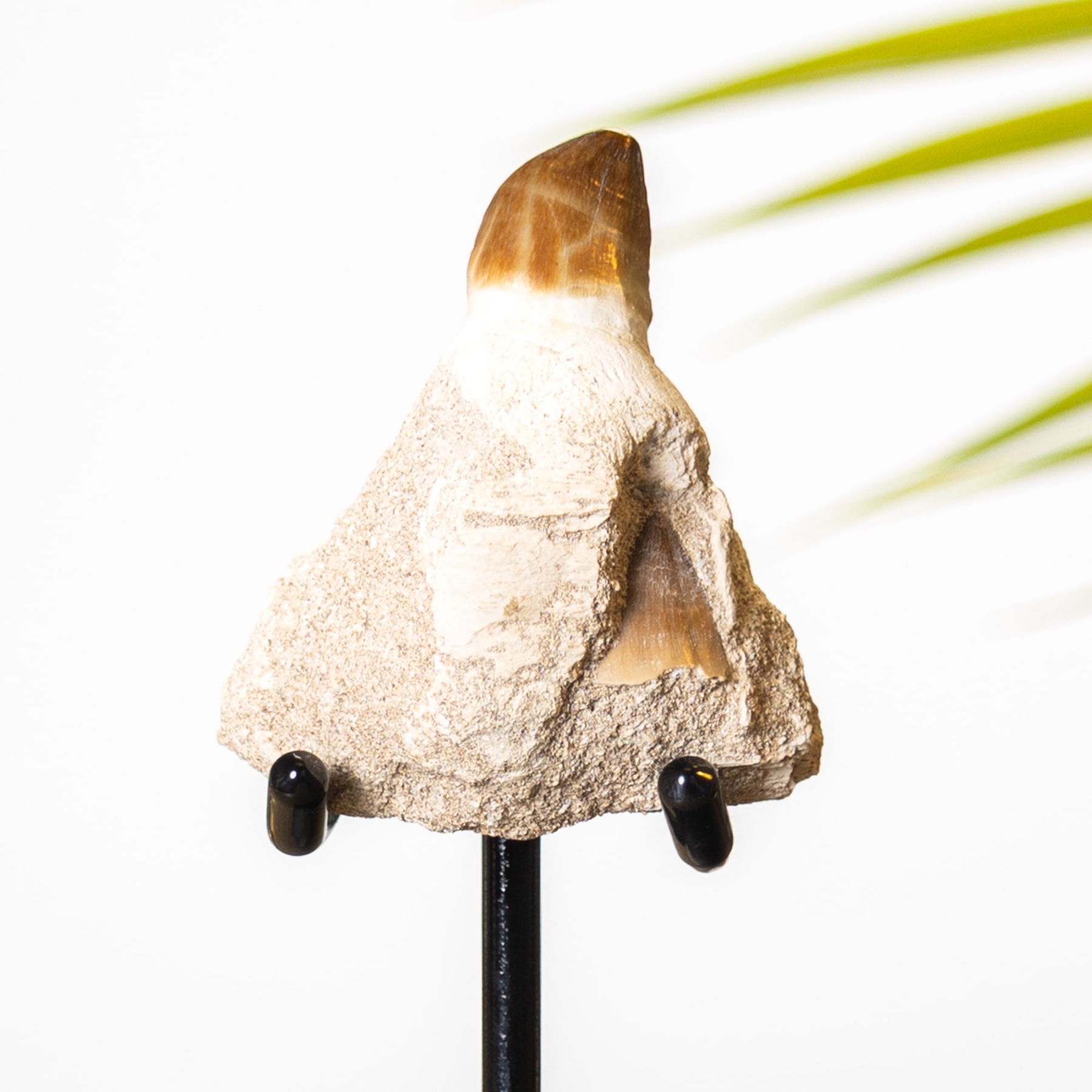 Mosasaur Tooth & Root Fossil on Stand (Phacops sp)