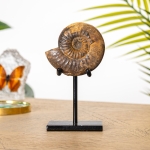 Minibeast Jurassic Aalenian Ammonite Fossil on Stand (Erycites sp)