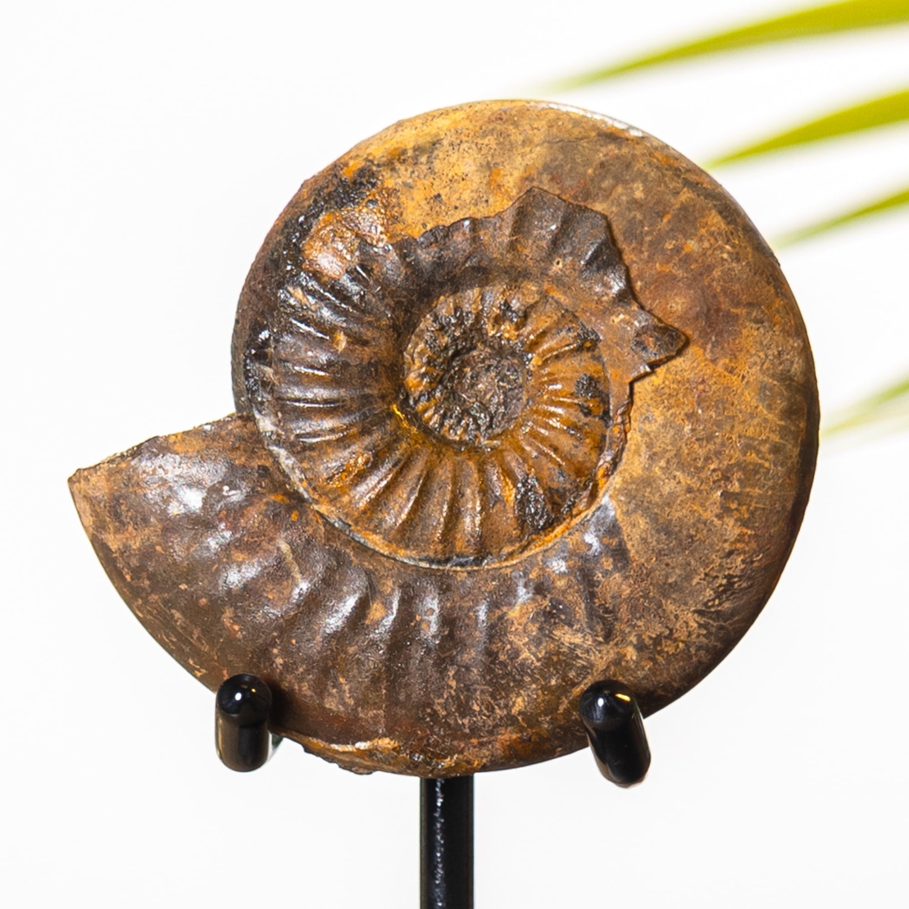 Minibeast Jurassic Aalenian Ammonite Fossil on Stand (Erycites sp)