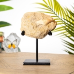 Minibeast Mosasaur Tooth & Root on Stand (Mosasauridae sp)