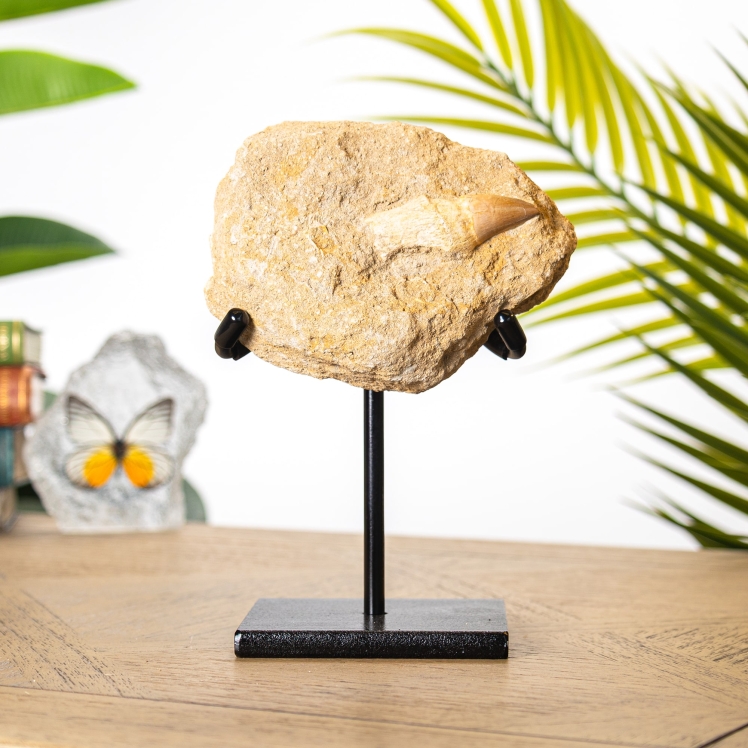 Mosasaur Tooth & Root on Stand (Mosasaurus sp) Mosasaur Tooth & Root on Stand (Mosasaurus sp)