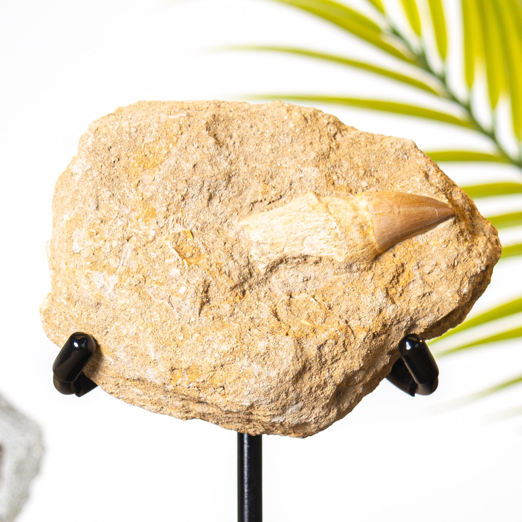 Mosasaur Tooth & Root on Stand (Mosasauridae sp) Mosasaur Tooth & Root on Stand (Mosasauridae sp)