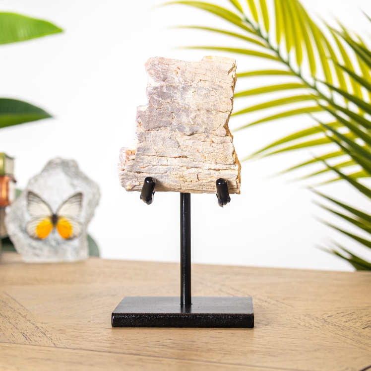 Rough Dinosaur Bone Fossil on Stand Rough Dinosaur Bone Fossil on Stand