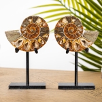 Minibeast Cleoniceras Ammonite Cut & Polished Fossil Pair on Stand (Cleoniceras sp)
