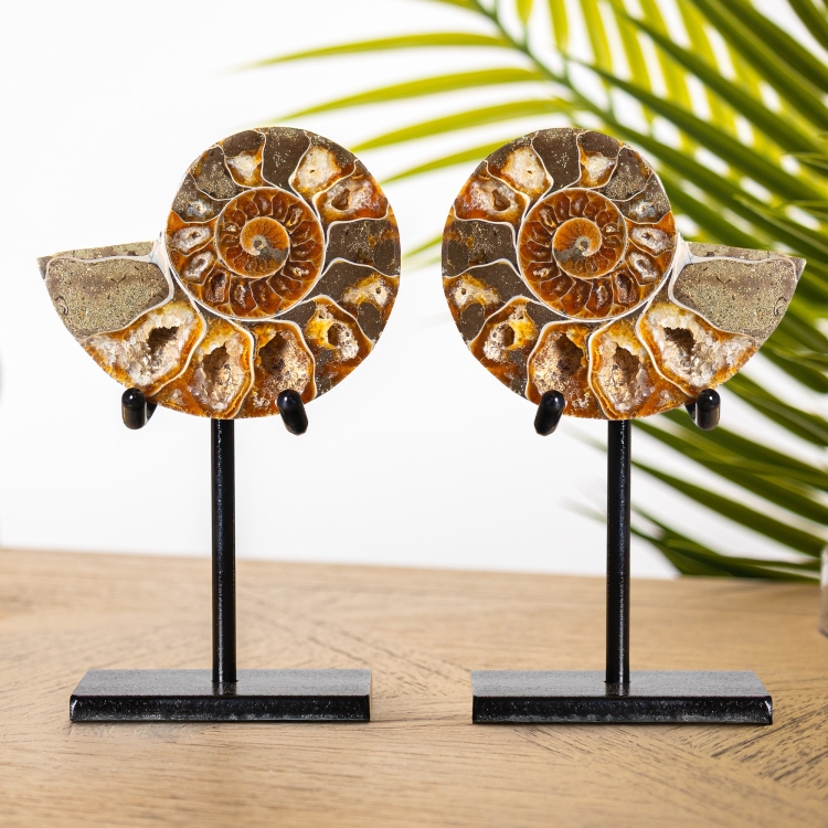 Cleoniceras Ammonite Cut &amp; Polished Fossil Pair on Stand (Cleoniceras sp)