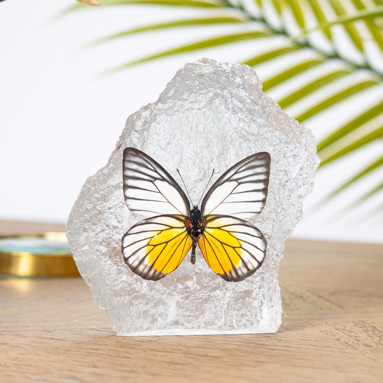 Redspot Sawtooth Butterfly in Resin (Prioneris philonome)