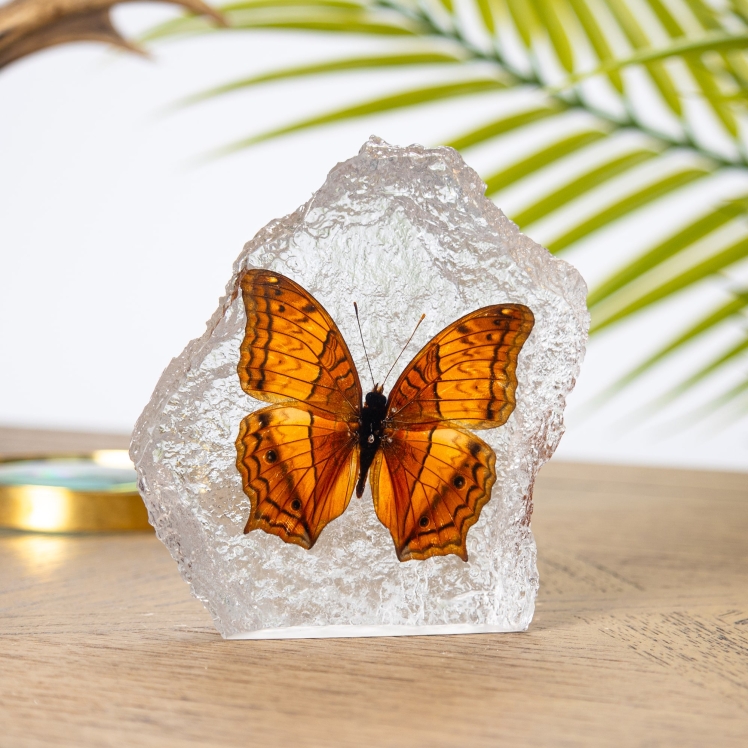 Malay Cruiser Butterfly in Resin (Vindula dejone)