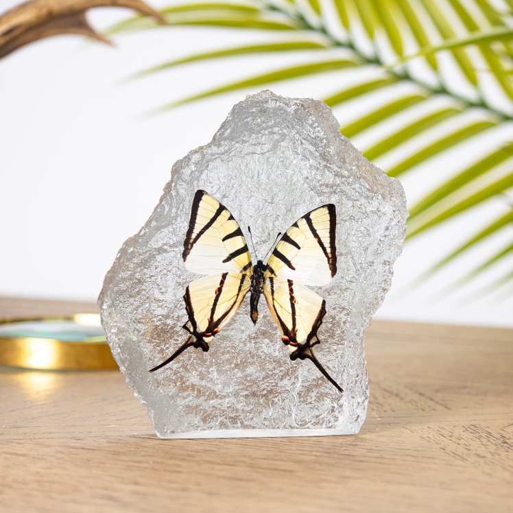 Fourbar Swallowtail Butterfly in Resin (Graphium agetes)