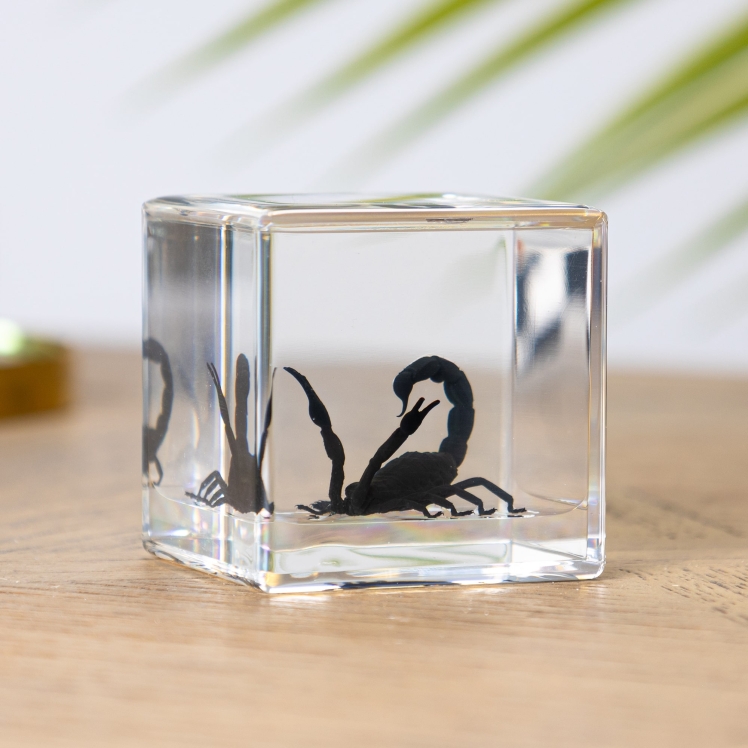 Attack Scorpion in Resin Block