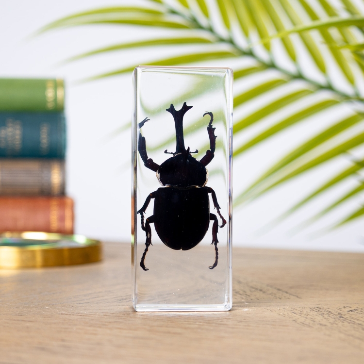 Rhino Beetle in Resin Block (Allomyrina dichotoma)
