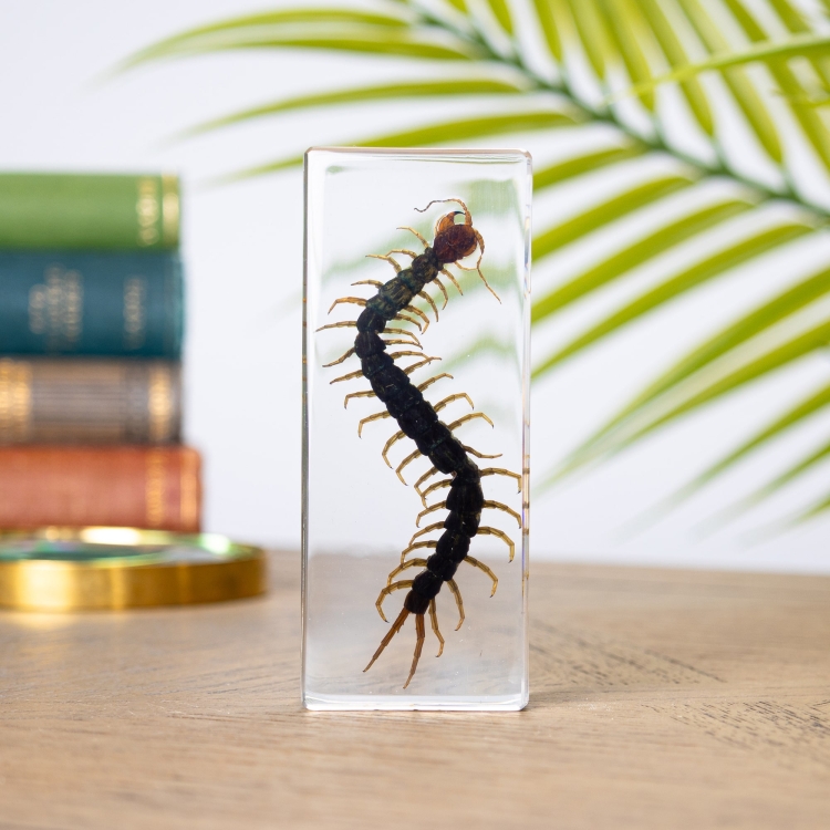 Centipede in Resin Block
