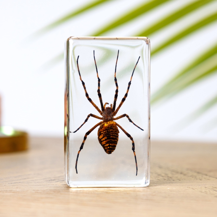 Spider in Resin Block