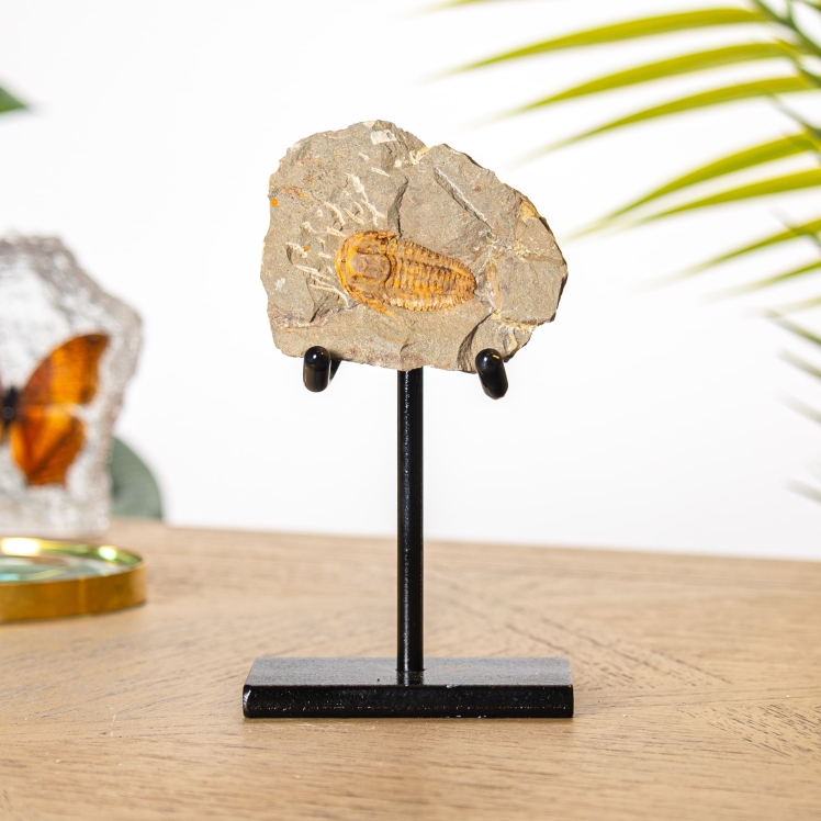 Kingaspidoides Trilobite on Stand (Kingaspidoides sp)