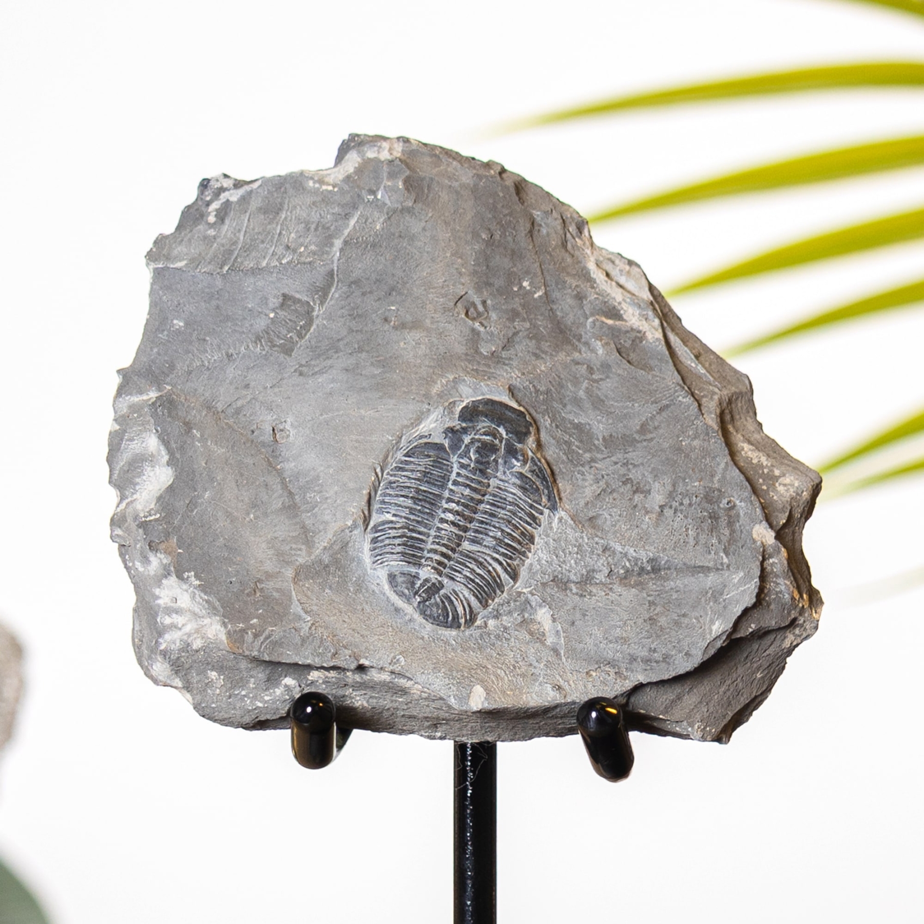 Elrathia kingii Trilobite Fossil on Stand (Elrathia kingii)
