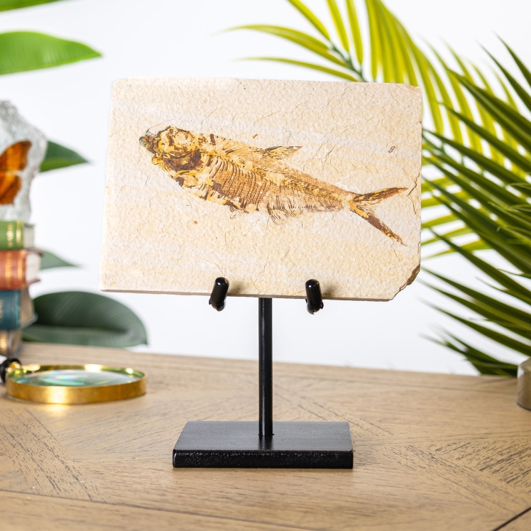Large Tan Diplomystus Fish Fossil on Stand (Diplomystus dentatus)