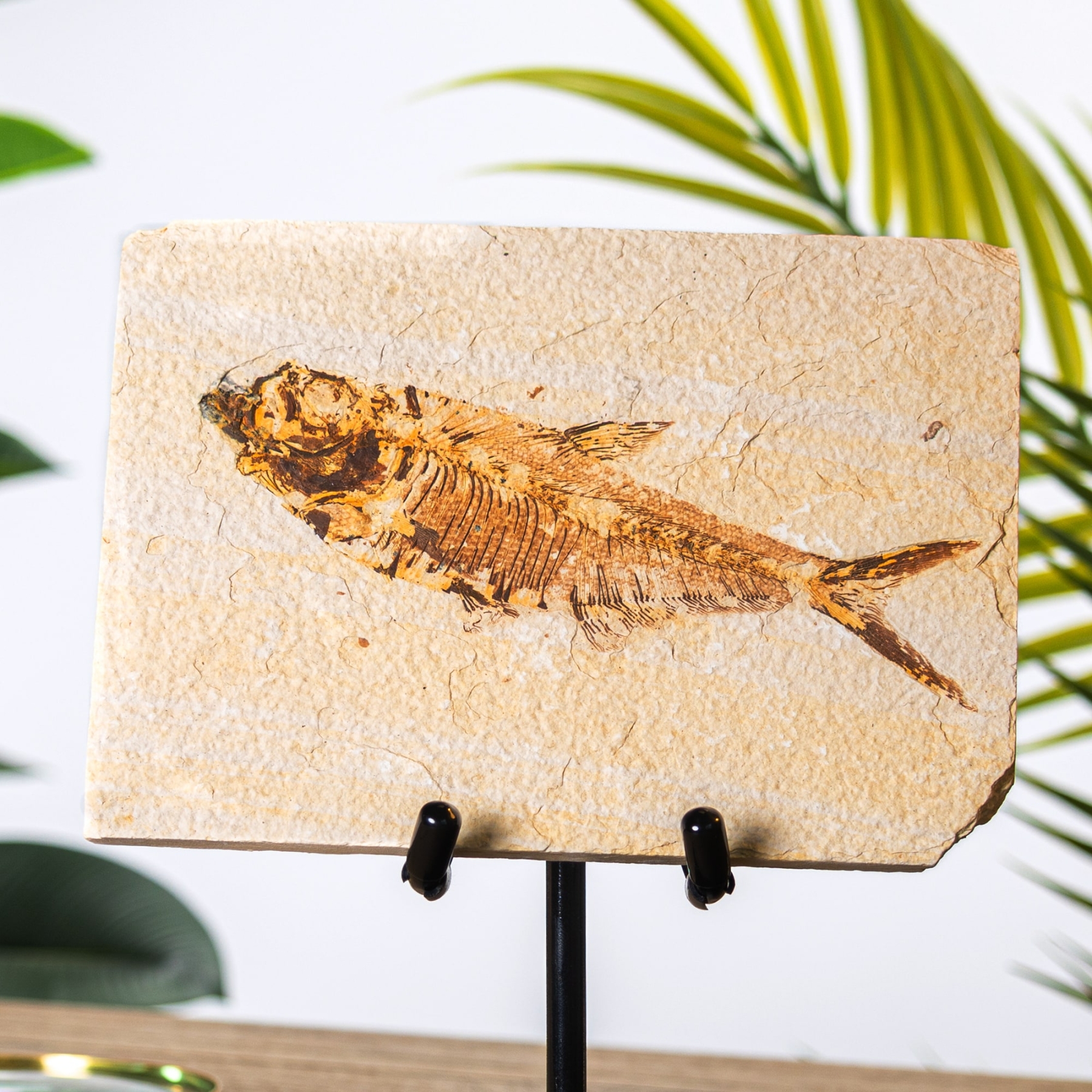 Large Tan Diplomystus Fish Fossil on Stand (Diplomystus dentatus) Large Tan Diplomystus Fish Fossil on Stand (Diplomystus dentatus)