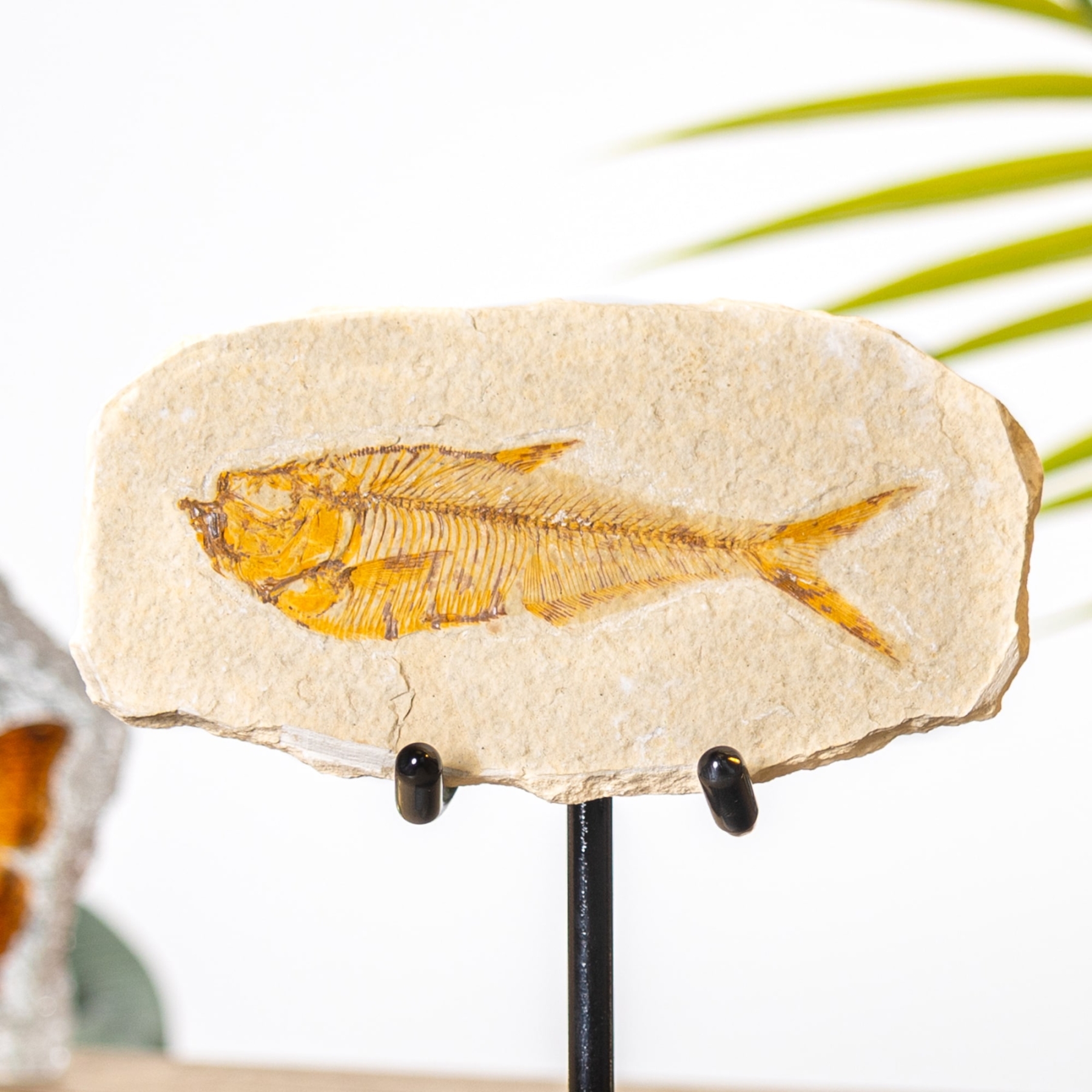 Minibeast Tan Diplomystus Fischfossil Auf Einem Ständer (Diplomystus Dentatus)