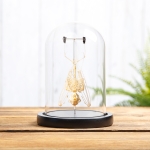 Minibeast Minute Fruit Bat Skeleton in Glass Dome Wooden Base (Cynopterus minutus)