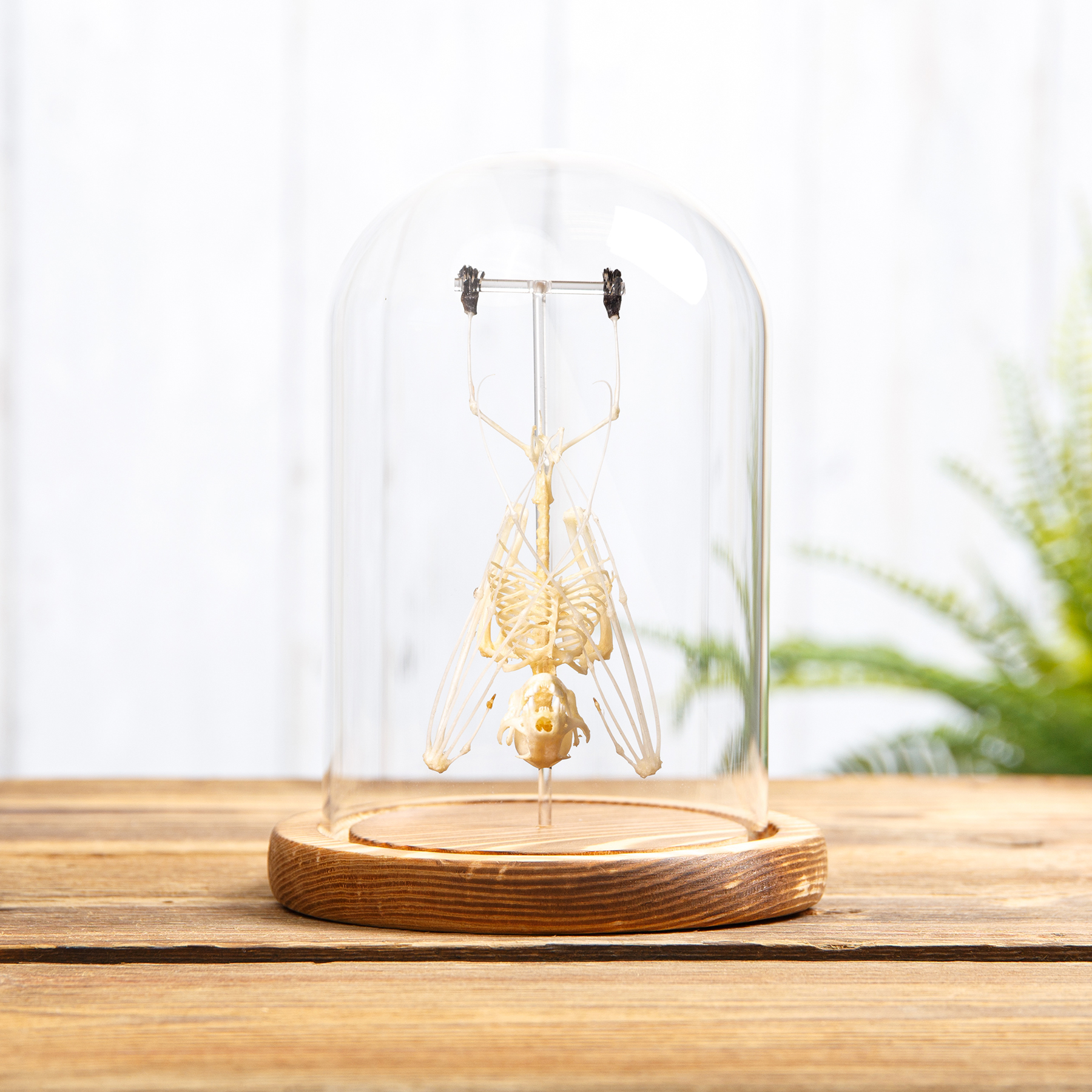 Minute Fruit Bat Skeleton in Glass Dome Wooden Base (Cynopterus minutus)