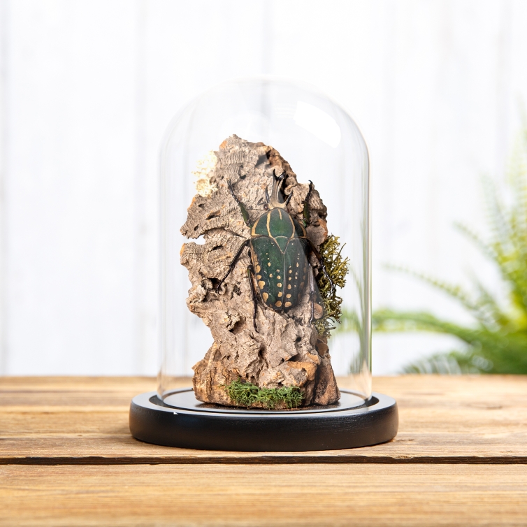 African Flower Beetle Still Life Glass Dome - See Description (Mecynorhina torquata ugandensis)