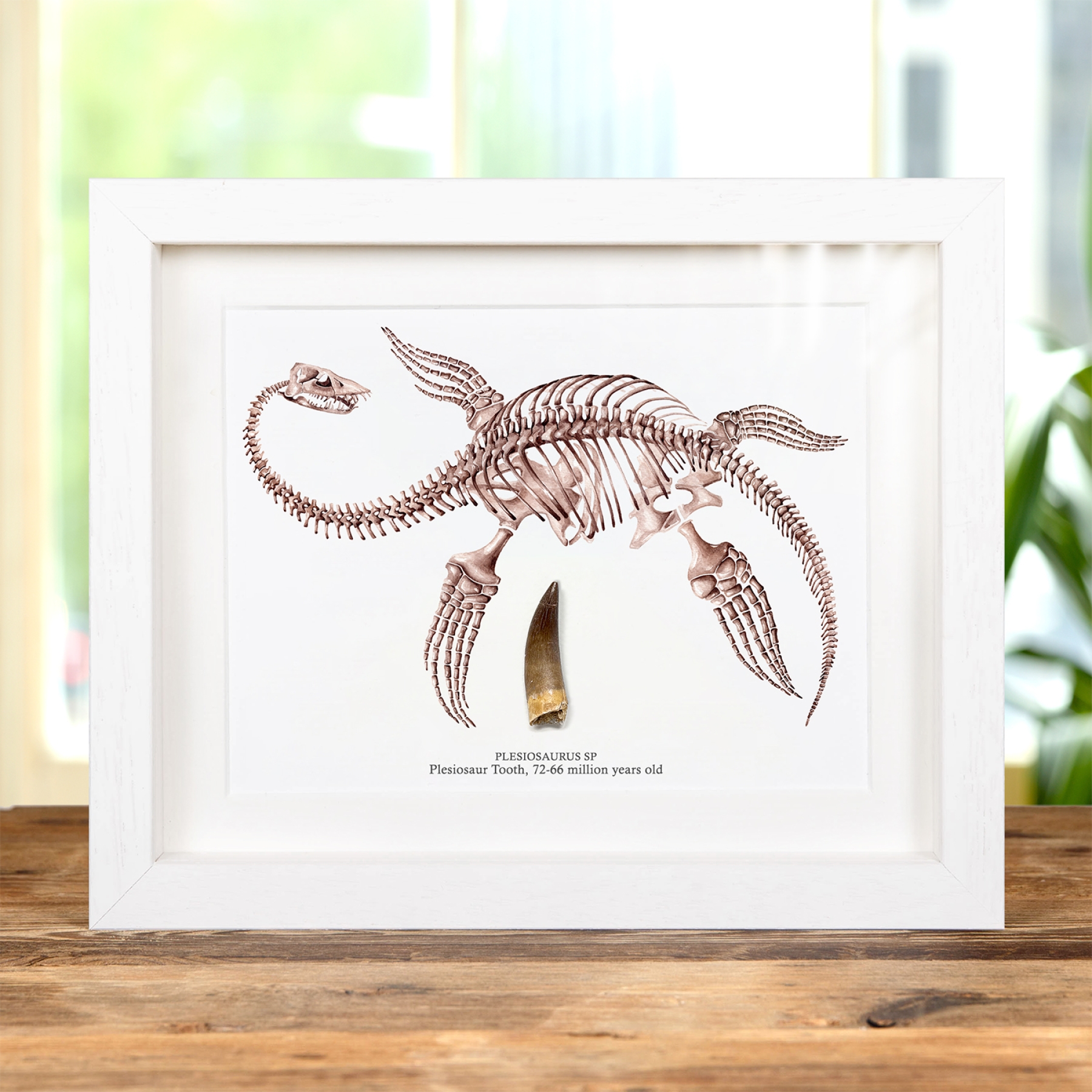 Plesiosaur Dinosaur Tooth Fossil & Illustration In Box Frame (Plesiosaurus sp)
