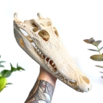 Minibeast Siamese Crocodile Skull 13-15" (Crocodylus siamensis)