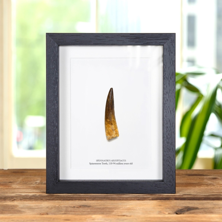 Large Spinosaurus Dinosaur Tooth Fossil in Box Frame (Spinosaurus aegyptiacus)