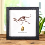 Minibeast Carcharodontosaurus Dinosaur Tooth Fossil & Illustration (Carcharodontosaurus saharicus)