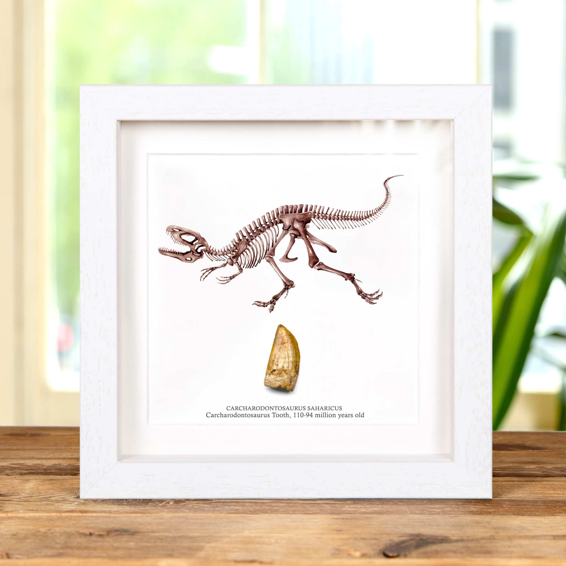 Carcharodontosaurus Dinosaur Tooth Fossil & Illustration (Carcharodontosaurus saharicus)