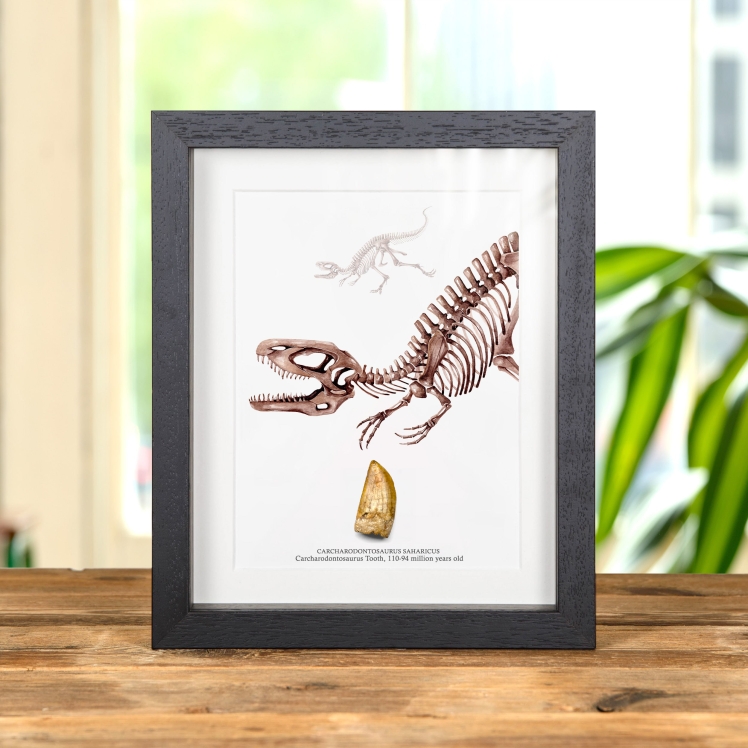 Carcharodontosaurus Dinosaur Tooth Fossil & Illustration (Carcharodontosaurus saharicus)