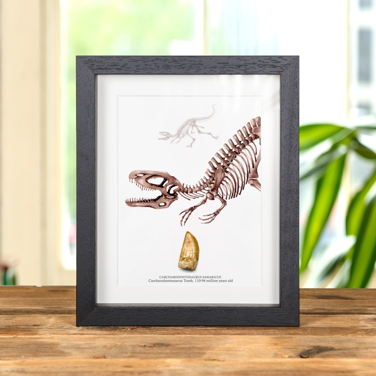 Carcharodontosaurus Dinosaur Tooth Fossil & Illustration (Carcharodontosaurus saharicus)