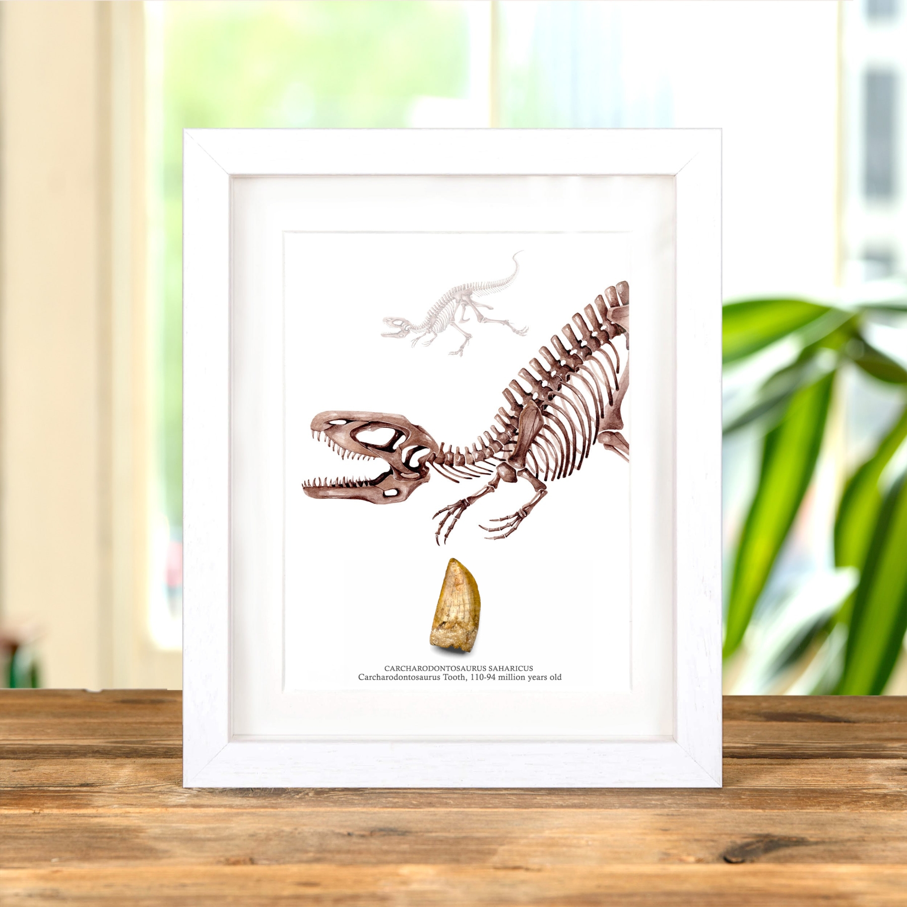 Carcharodontosaurus Dinosaur Tooth Fossil & Illustration (Carcharodontosaurus saharicus) Carcharodontosaurus Dinosaur Tooth Fossil & Illustration (Carcharodontosaurus saharicus)