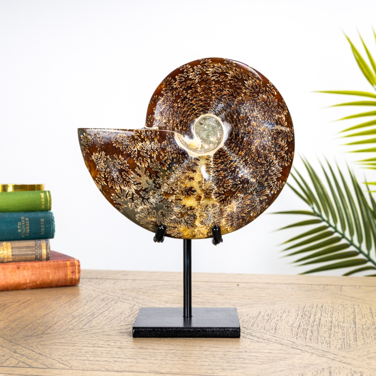 XXL 8 Inch Sutured Ammonite Fossil on Stand (Phylloceras sp)