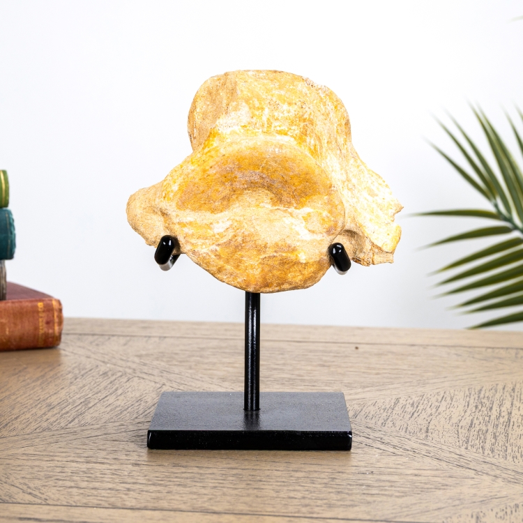 Plesiosaur Vertebra Fossil on Stand (Plesiosaurs sp)