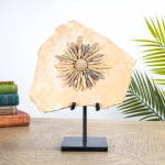 Minibeast Gymnocidaris Sea Urchin Fossil on Stand (Gymnocidaris)
