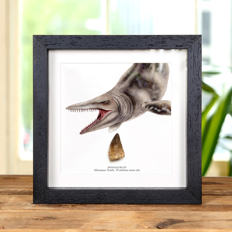 Mosasaur Dinosaur Tooth Fossil Colour Illustration (Mosasauridae sp)