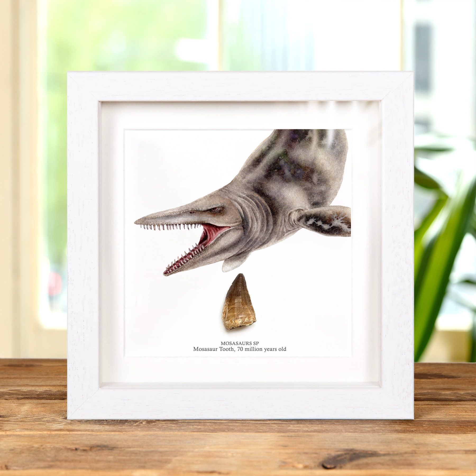 Mosasaur Dinosaur Tooth Fossil Colour Illustration (Mosasauridae sp)