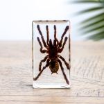 Minibeast Tarantula in Resin