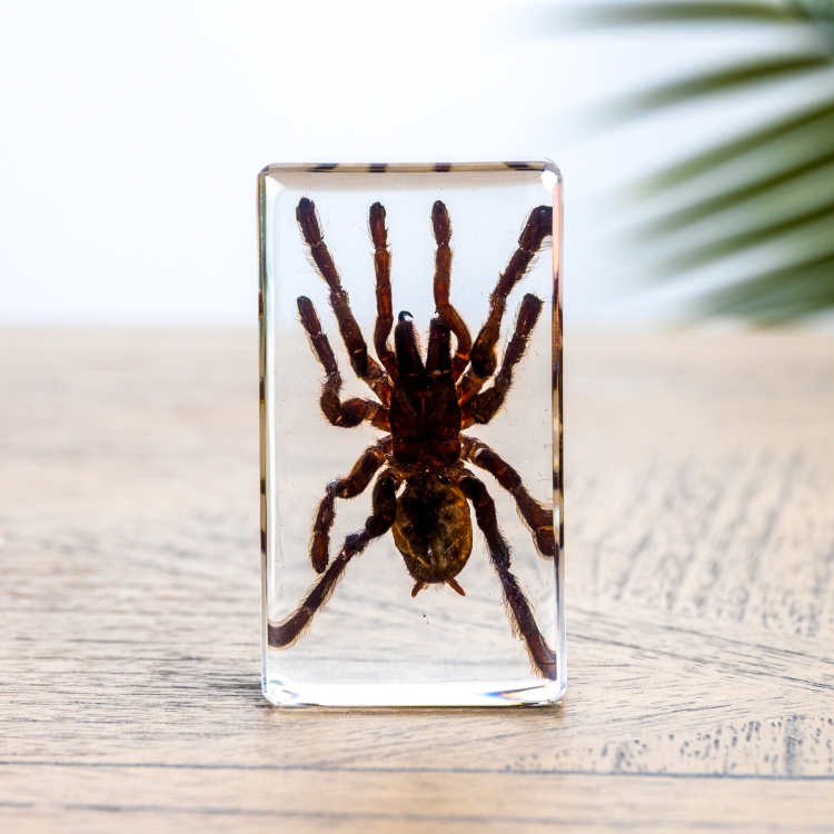Tarantula in Resin