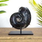 Minibeast XXL Goniatite Ammonite Fossil on Museum Stand (Goniatite sp)