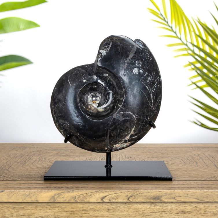 XXL Goniatite Ammonite Fossil on Stand (Goniatite sp)