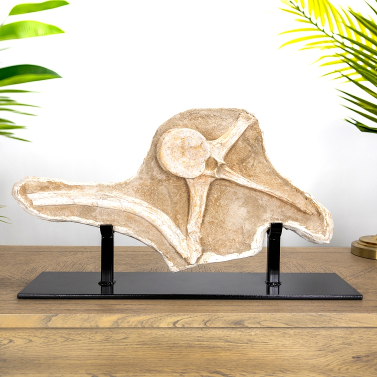 Spinosaurus Vertebrae, Rib & Sail Bone on Museum Stand (Spinosaurus aegyptiacus)