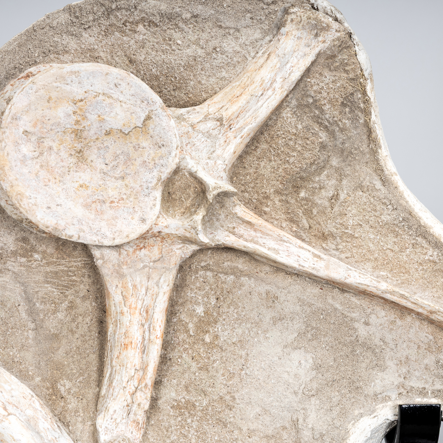 Minibeast Spinosaurus Vertebrae, Rib & Sail Bone on Museum Stand (Spinosaurus aegyptiacus)