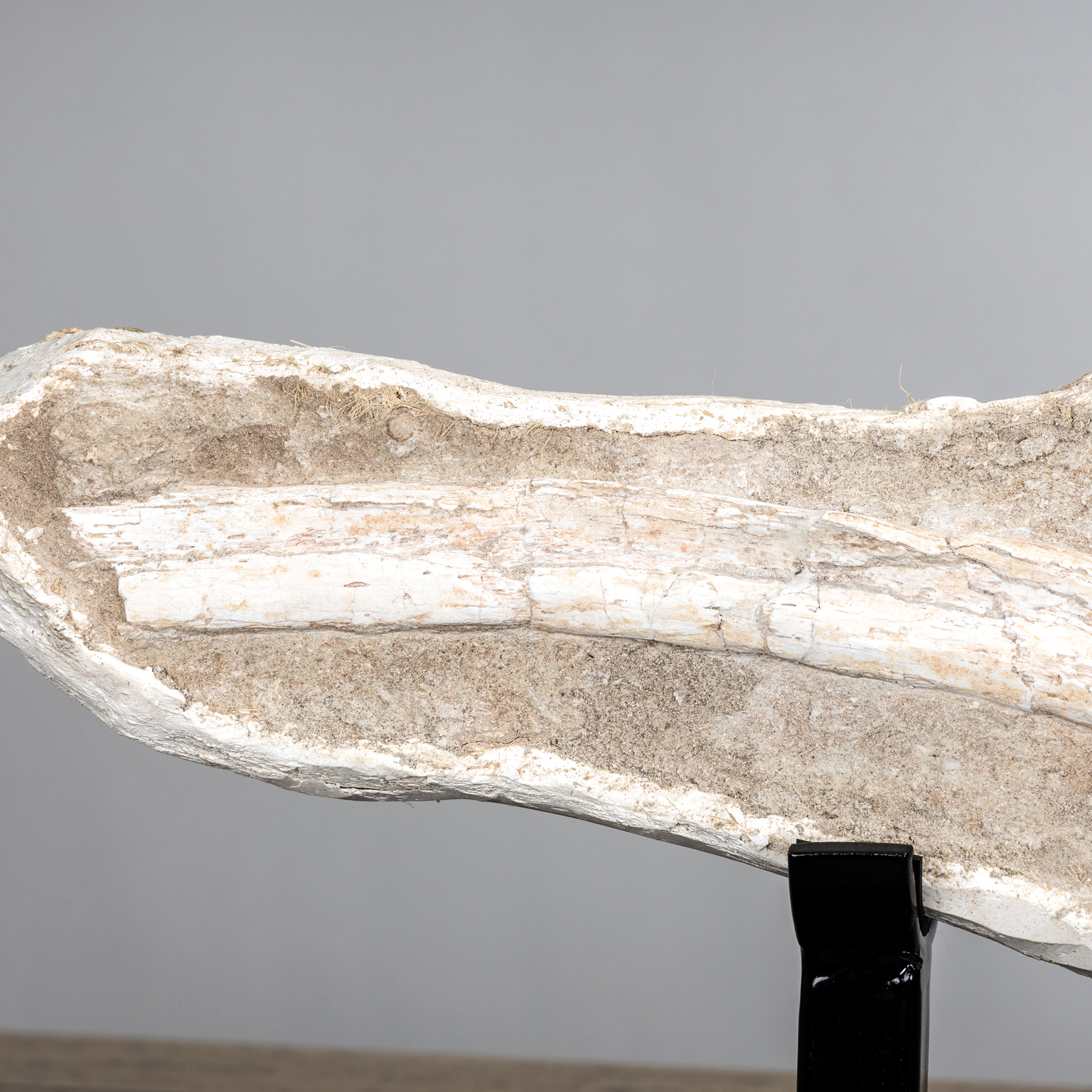 Spinosaurus Vertebrae, Rib & Sail Bone on Museum Stand (Spinosaurus aegyptiacus)