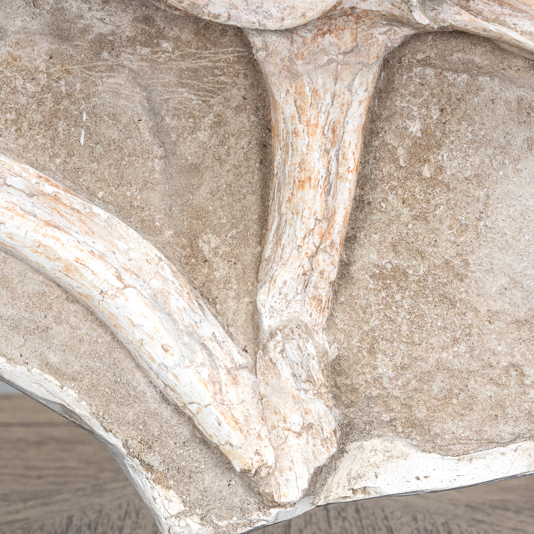 Spinosaurus Vertebrae, Rib & Sail Bone on Museum Stand (Spinosaurus aegyptiacus)